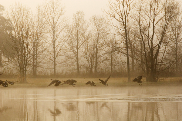Early morning geese...