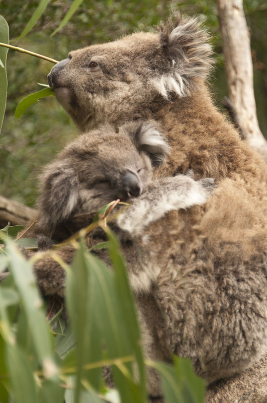 mother and baby koala...