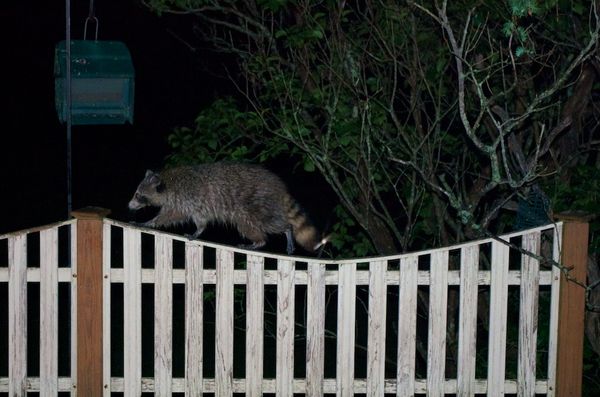 Raccoon thinks this is a "natural" environment...