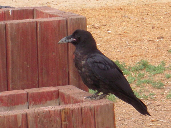 Army Crow...
