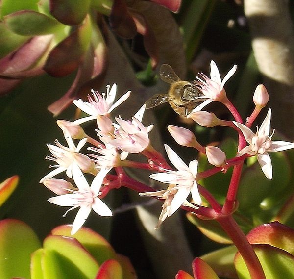 The bees love the small sweet blossoms...