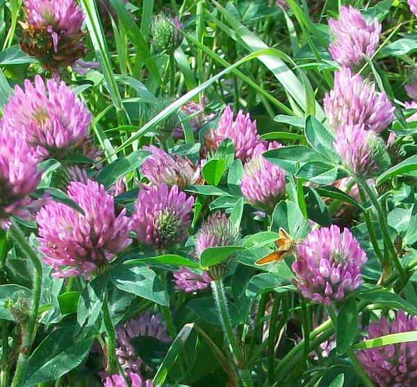 And the butterflies love clover...