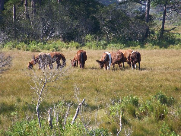 Wild Horses in Chincoteaque,Va....