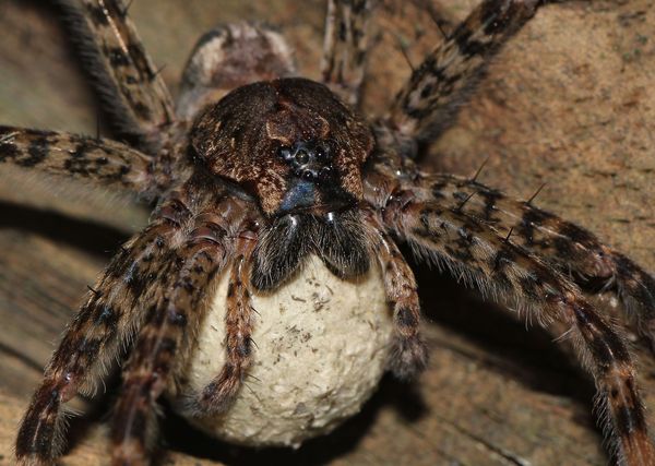 Female Wolf Spider with egg sac in my backyard....