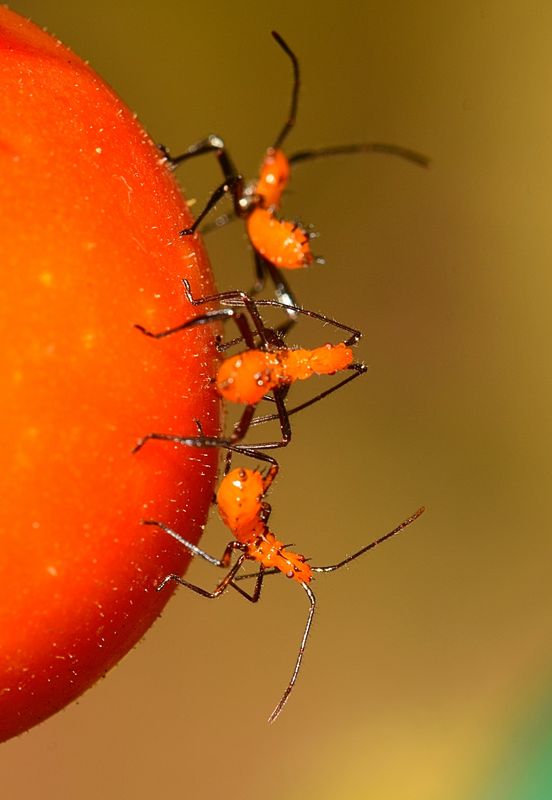 leaf footed bugs on tomato...