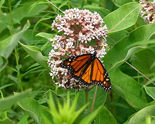 A monarch feeding on a milkweed blossom...