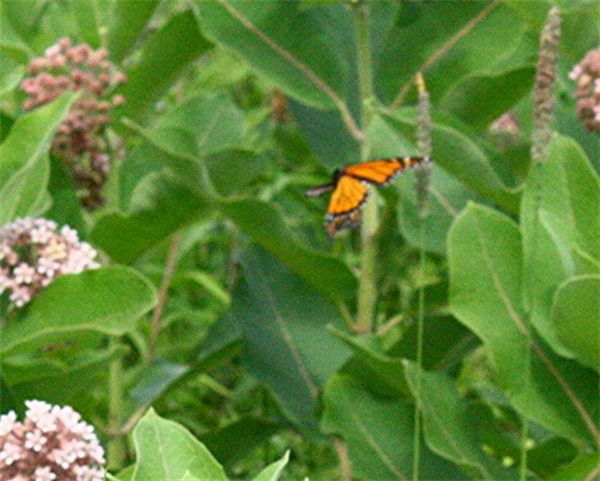 a monarch flying around the milkweed patch...