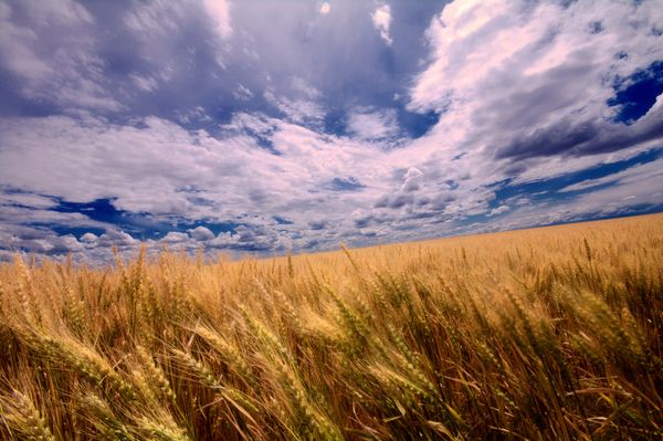 Wheat field with Clouds...
