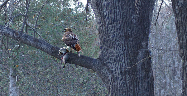 Lunch in a tree with a Hawk...