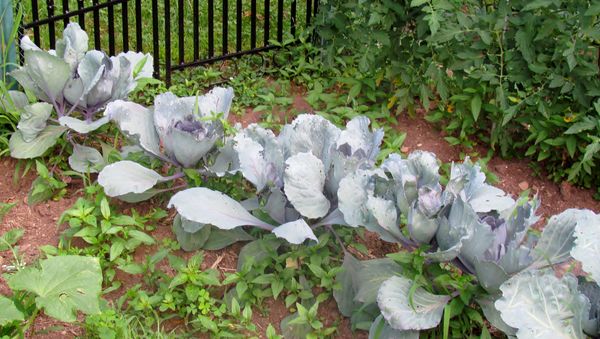 Red Cabbage-minus bug holes-organic garden...