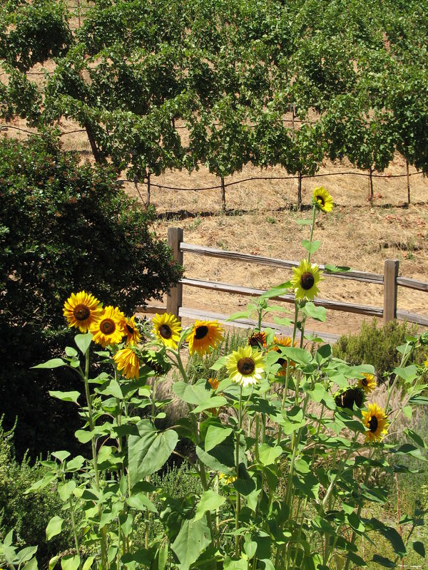 Sunflowers in the flower garden at Benzinger Winer...
