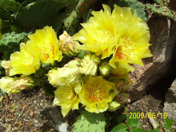 Cacti in Bloom...