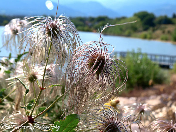 I call this the Hairy Lake Plant because I have no...
