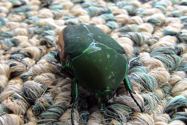 shiny green beetle...