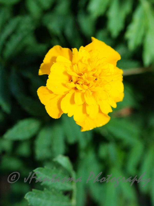 Baby Marigold from my wifes flower garden...