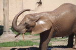 A zoo "treat" - a chocolate-covered elephant? the ...