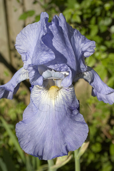 Iris...