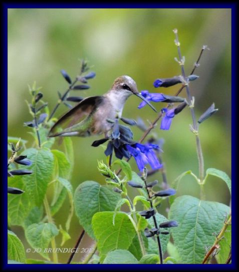 #4 Caught you in my Salvia!!!...