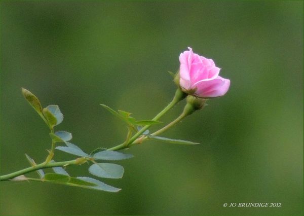 #7 Miniature rose...