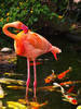 Flamingo taking a dip with some Koi...