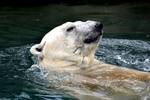 Polar Bear a Chillin'...