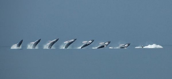 Panama Whale Migration. The jump here is to shed p...