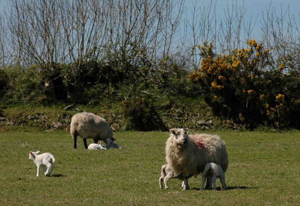 New Lambs, Devon...