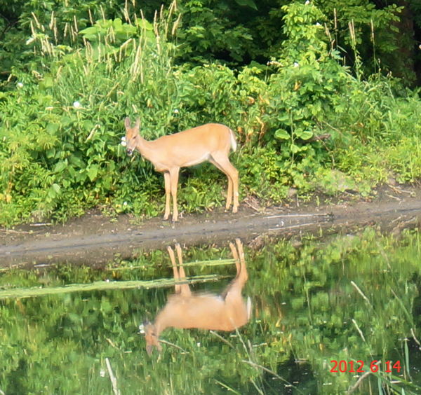 Deer Reflection...