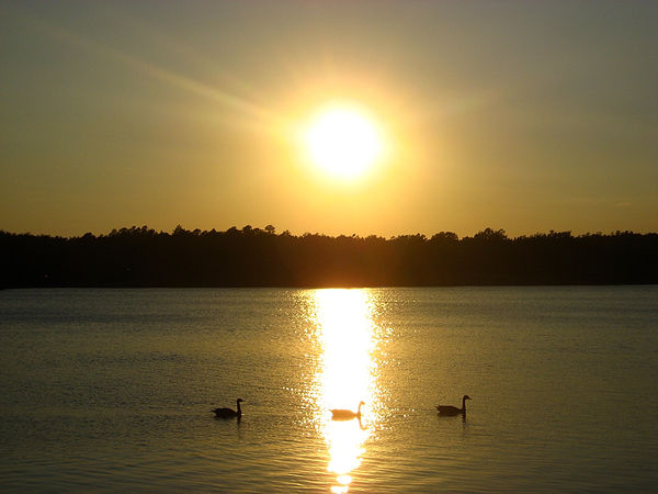Sunset geese...