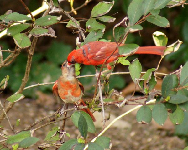 cardinal feeding...