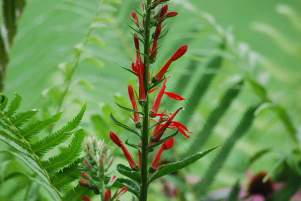 Here is the cardinal flower but I must have delete...