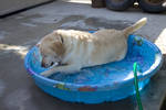Hailey chilling in her pool...