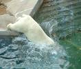 Polar Bear chillin at the Louisville Zoo...
