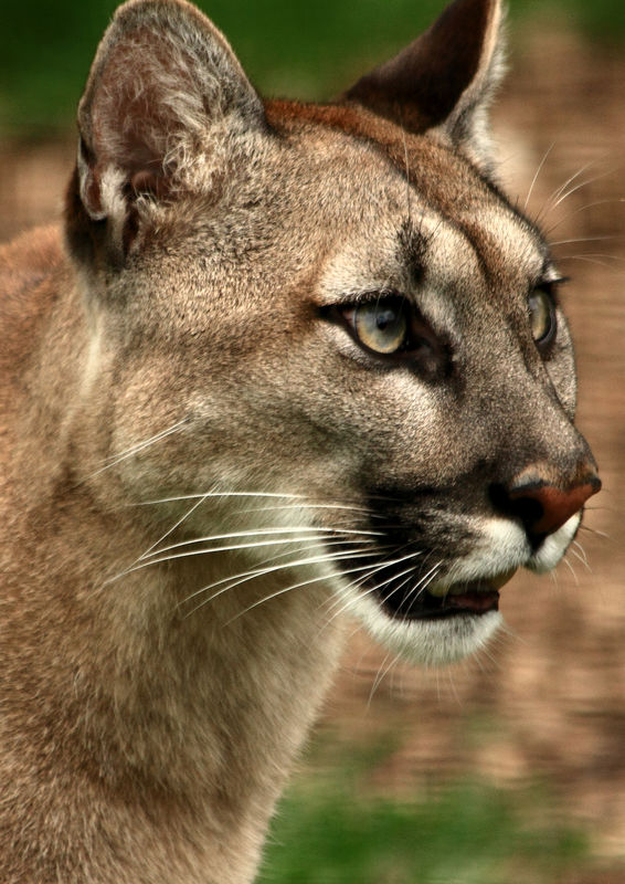 mountain Lion 9 cougar)...