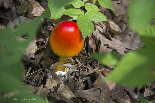 Mushroom in woods...