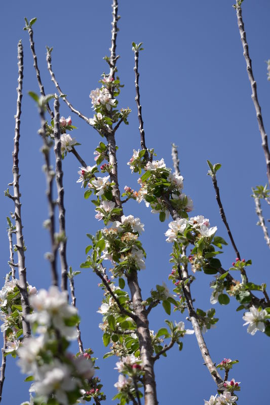 Apple blossoms reaching to the sun...