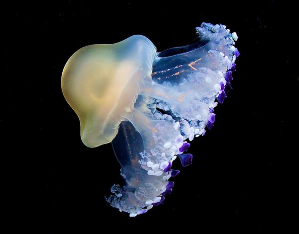 Mediterranean Jellyfish...