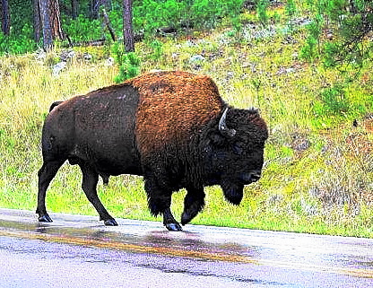 Saw a Buffalo at Custer State Park...Huge Beastie...