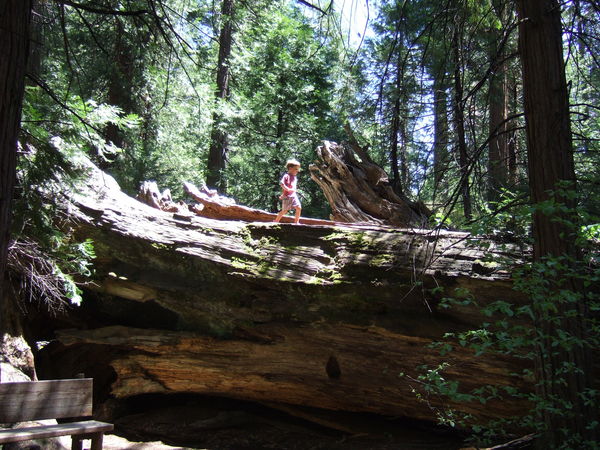 Fun on a fallen giant sequoia....
