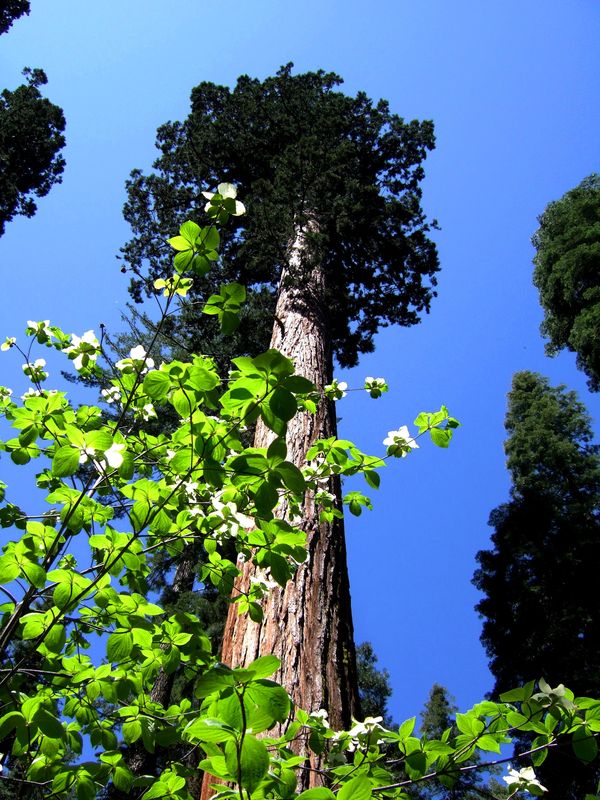 Dogwood blooming under the giant sequoias...
