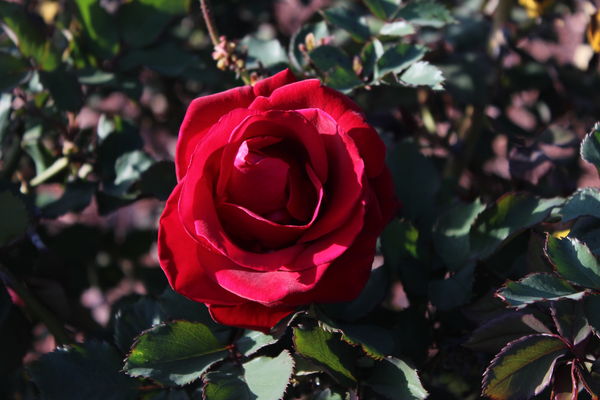 rose in a garden...