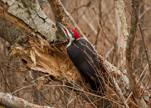 Piliated Woodpecker...