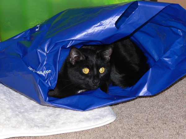 Tia ia bag. There is nothing so amusing as a cat a...