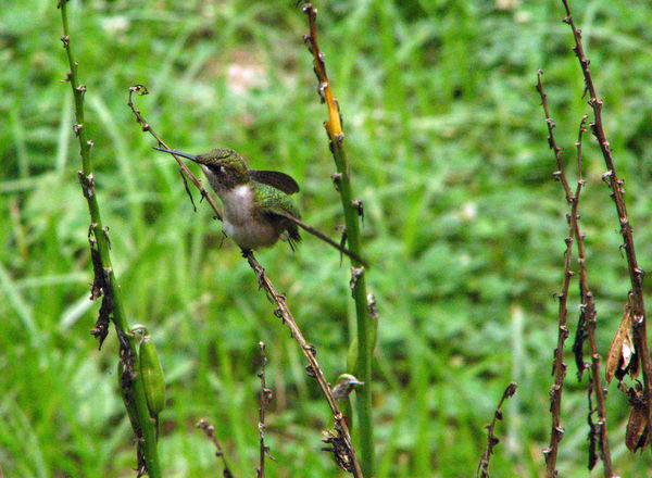 Female Ruby-throated Hummingbird...