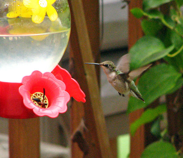 Female Ruby-throated Hummingbird & Wasp...