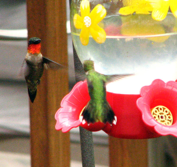 Pair of Ruby-throated Hummingbirds...