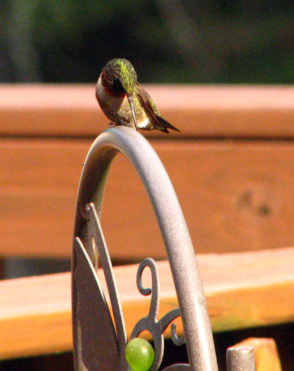 Male Ruby-throated Hummingbird...