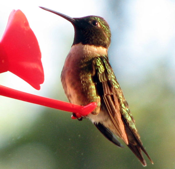 The Ruby-throated Hummingbird-Male...