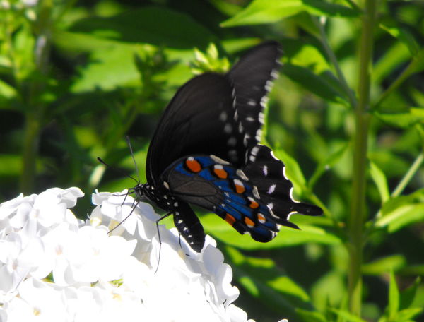 Pipevine swallowtail...