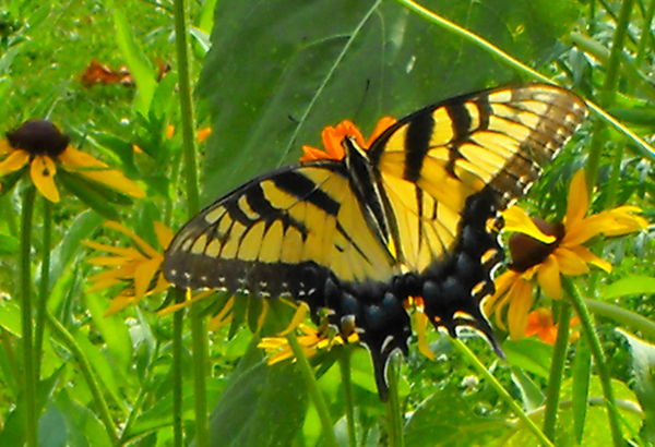 eastern tiger swallowtail...